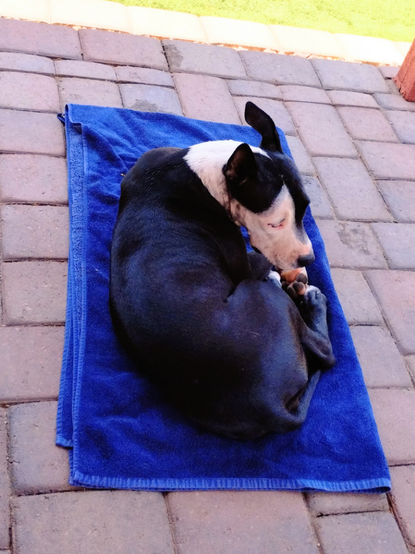 A black and white dog lies on a blue towel. The towel is folded and sits on concrete pavers.