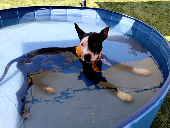 A black and white dog wears an orange bandana. The dog is lying in a pool of water.