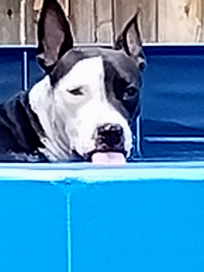 A cropped photo of a black and white dog in a pool of water. The dog's face is shown with the tongue sticking out.
