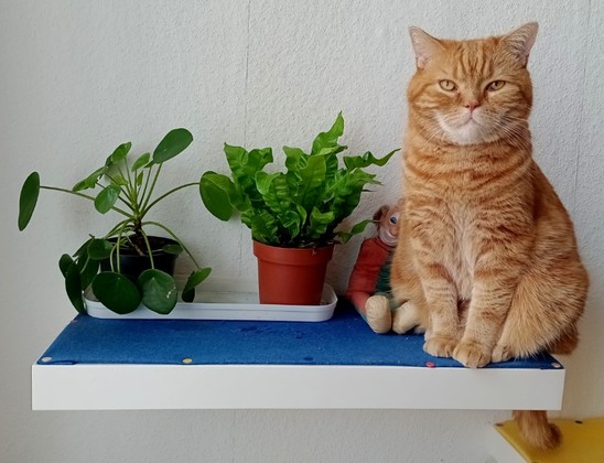 red cat next to his new plants
