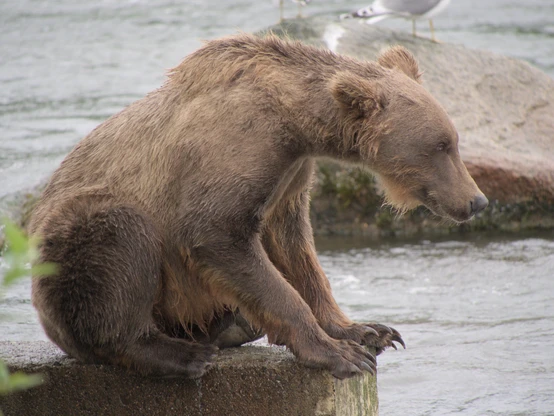 A grizzly bear sitting down at a platform near the river
