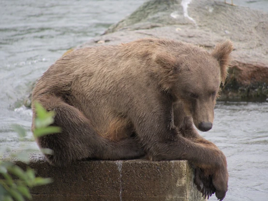 A grizzly bear sitting down at a platform near the river