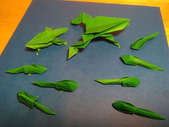 Sept têtards en origami : quatre sans pattes et trois avec des pattes qui commencent à pousser. Une jeune grenouille qui a encore une petite queue, et une grenouille adulte complètement développée.