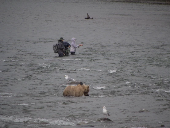 people angling in the river with a grizzly bear nearby