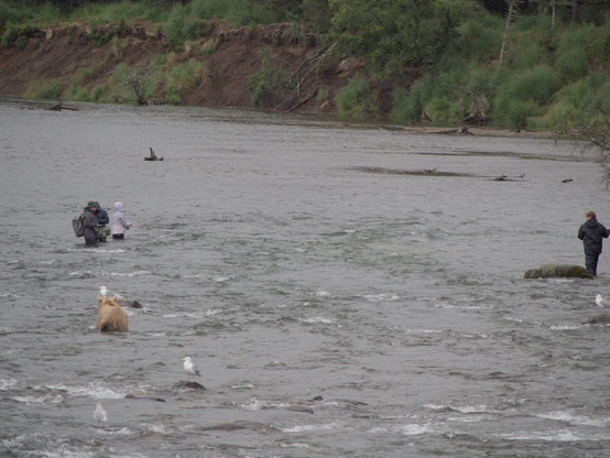 people angling in the river with a grizzly bear nearby