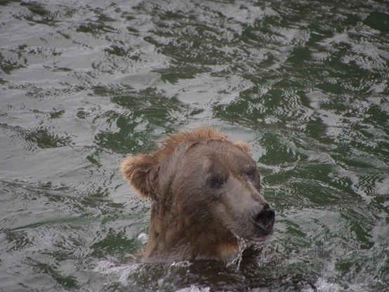A grizzly bear swimming in a deep part of river near a bridge