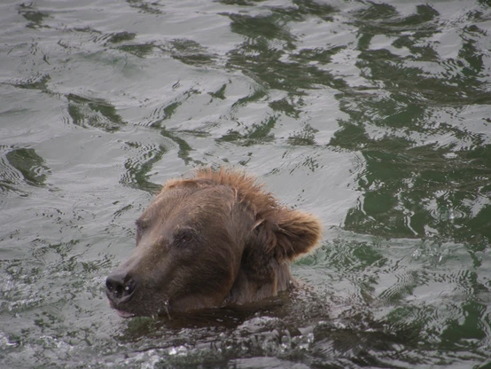 A grizzly bear swimming in a deep part of river near a bridge