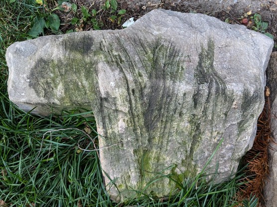 A large sandstone block with green moss outlining non-parallel laminations (bedding) that indicate a fossil dune environment. 