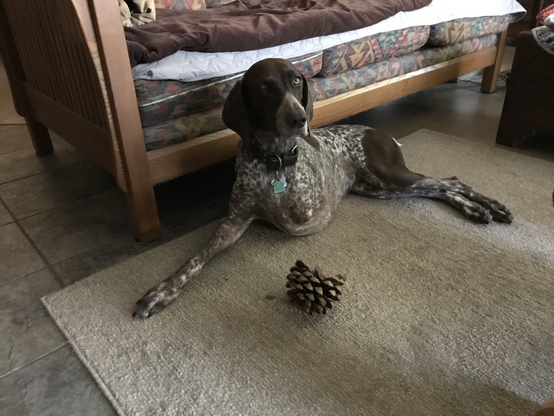 Doggy with a pine cone on the carpet about to make a mess