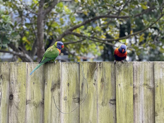 Two rainbow lorikeets on a fence