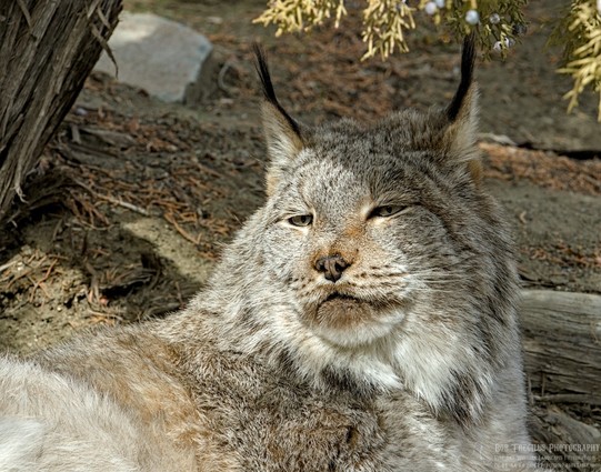 Color landscape photo of a wild cat. The cat is grey and white with a little brown around its muzzle. The cat has long black tuffs of fur extending above its ears. The cat is laying under a juniper tree and is looking back over its right shoulder. Its countenance is relaxed.