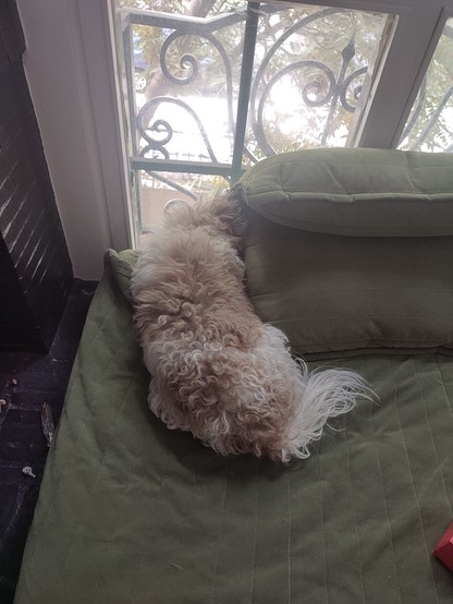 My small (5kg) dog, with milky and light brown furs sitting on the couch which is directly by the window. His head and body is directed at the small opening in the window where there are no cushions..