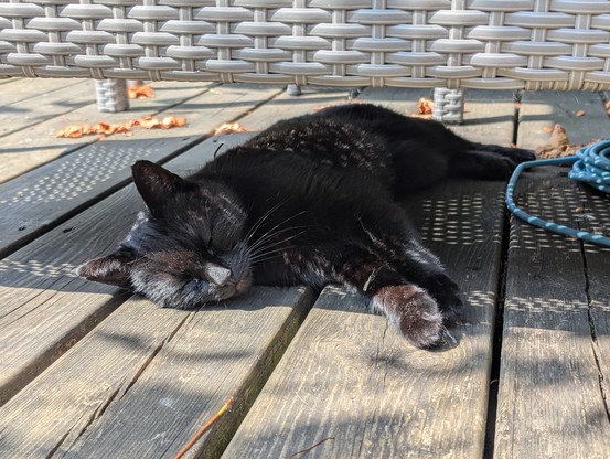 A black cat asleep underneath a garden bench on a very sunny day.