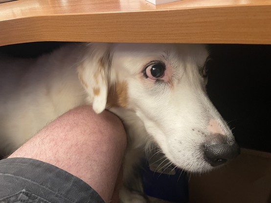 A long haired white dog with tan splotches peers out from under a desk by the photographer’s knee. 