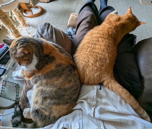 Calico and Ginger cats back to back,  sharing their human's lap