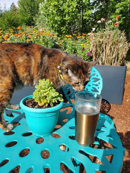 Torbie cat standing on turquoise outdoor table looking into a tall glass. A small potted plant is also on the table. A tall flower bed with bright flowers is in the background 