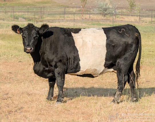 Color landscape photo of a black cow with a broad white strip around its middle. The cow is facing to the left with its head turned and looking at the camera. The cow stands in a field of short dry and green grass. A couple of trees and a fence are seen in the distant background.