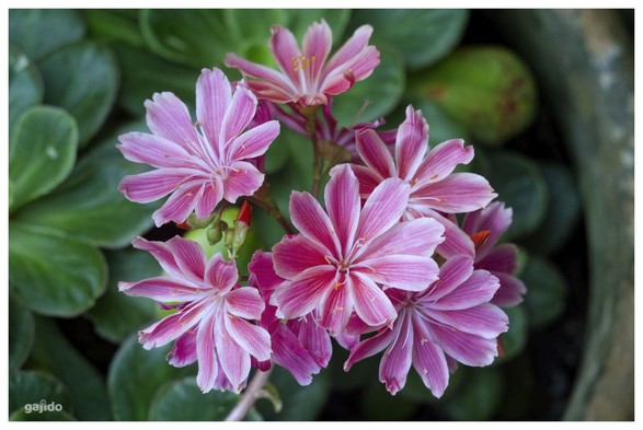 A pot of Rose Gem flowers