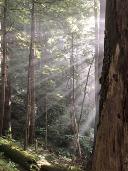 trees with sunbeams highlighting light fog in the forest
