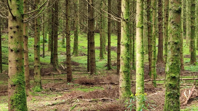 Pine plantation on a slope, the forest floor covered in bright green moss