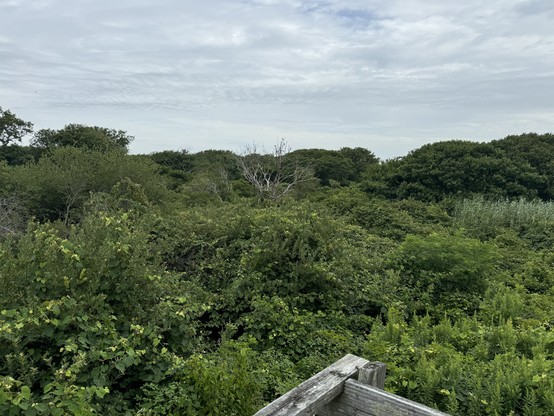 Nature preserve on Narragansett Beach