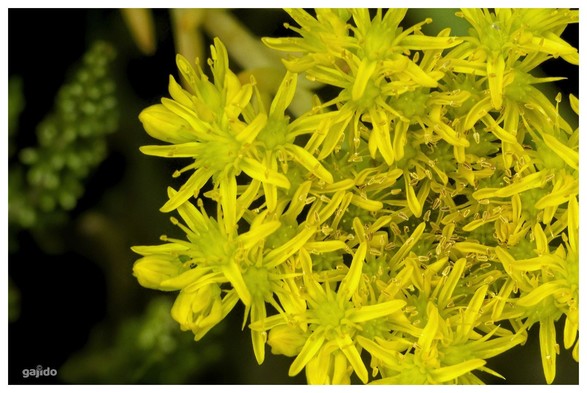 Tiny yellow succulent flowers 