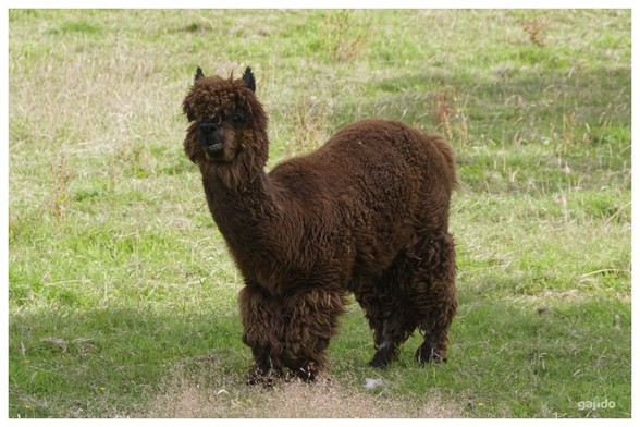 Finlay the alpaca 