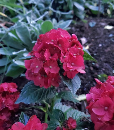 Cluster of magenta flowers against dark green/bronze leaves, with other flower clusters showing at the bottom of the photo. Bare ground and silver leaves show in background 