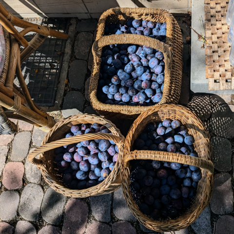 Three wicker baskets full of prune plums
