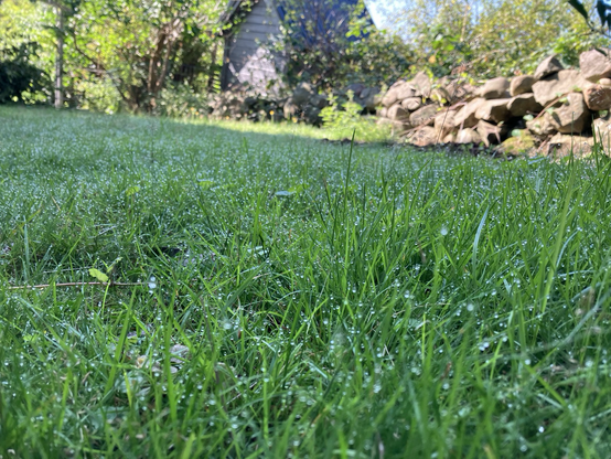 Close up photo of grass with dew drops