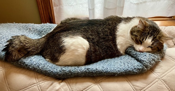 Large tabby cat half asleep on blue shawl on back of couch.