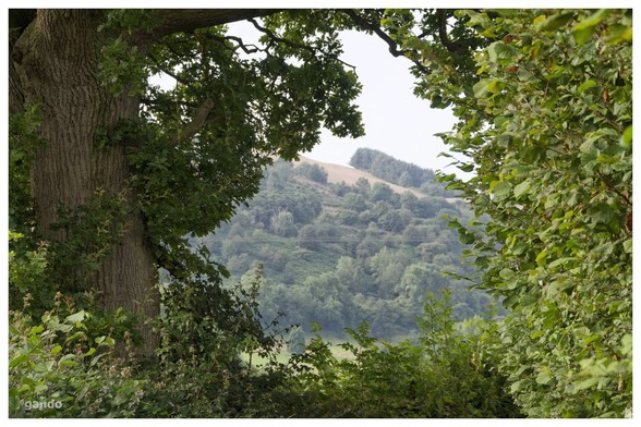 A view of a distant hillside framed by a large tree and a natural bird-friendly hedge.