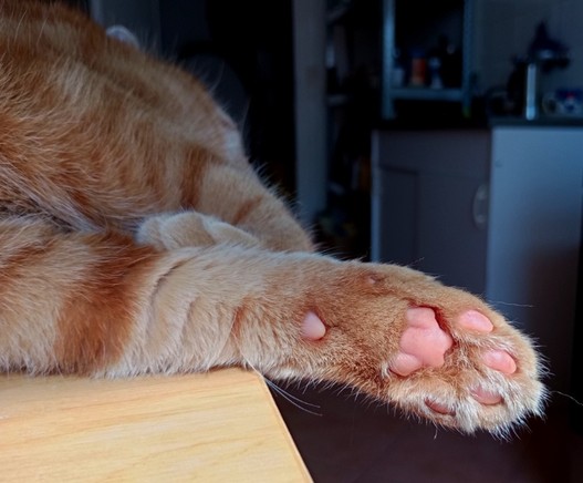 pink paw of red cat resting on kitchen table