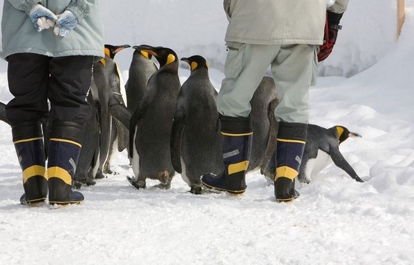 People herding a flock of penguins in the snow.