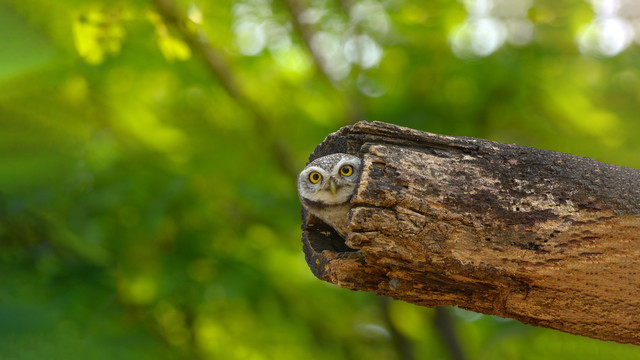 An owl poking out of a hollow tree sump looking right at the camera.