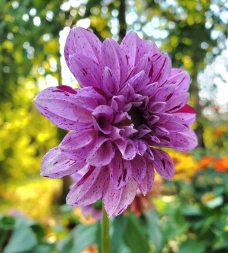 Many petaled flower halfway open. Petals are pale purple with magenta striations and splotches. Photo taken from an angle and outer petals are most in focus. 