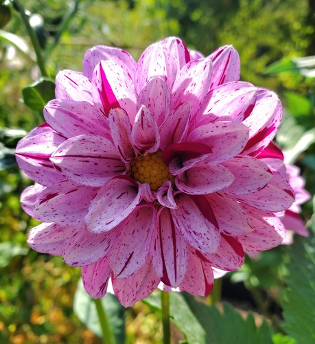 Pale purple, many petaled flower with yellow center. Petals have maroon striping. Bright sun shining through outer petals.