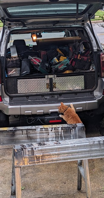 orange cat begins climbing into open suv hatchback
the cargo area is filled with tools