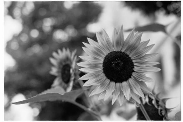 Sunflower with blurry background