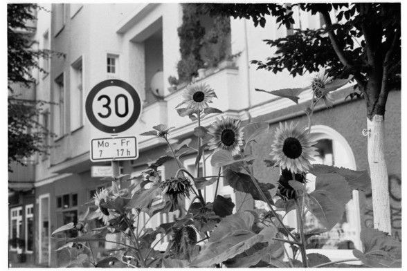 Sunflowers on the side of a Berlin street