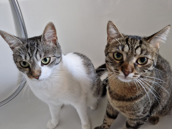 a white-gray and a tabby cat sitting next to each other in a bathtub, looking at the camera