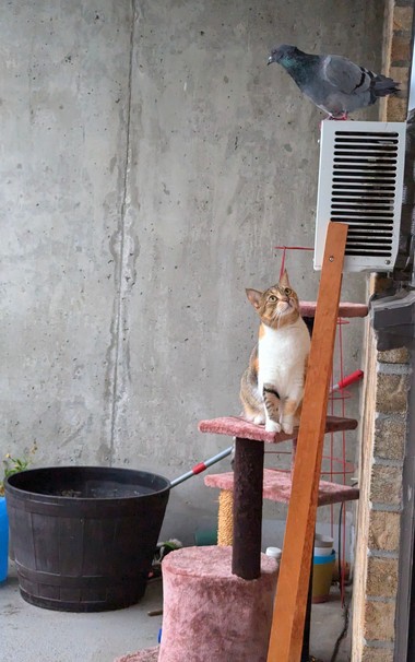 A calico cat sitting on an outside cat tree regarding a pigeon on top of an air conditioner.