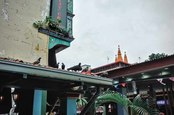 Pigeons on the roof of a shophouse, with spires of Indian temple in the background.