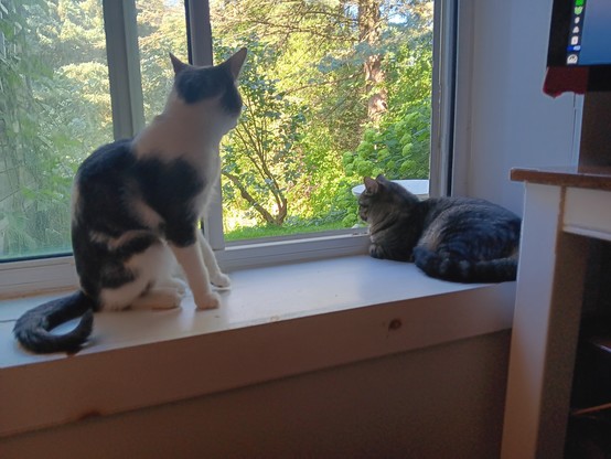 Series of pics of two cats, a long skinny grey-and-white Tabby (Jojen, Jojo) and a small grey/brown tabby (Meera). In this one, they're both on a windowsill looking out. Meera is curled against the far right side, and Jojo is sitting upright on the far left. 