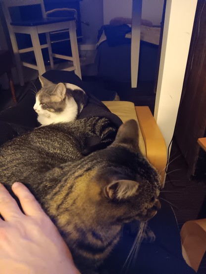 Series of pics of two cats, a long skinny grey-and-white Tabby (Jojen, Jojo) and a small grey/brown tabby (Meera). In this one they're both sitting on a blanket draped on my lap and legs. Meera has the lap proper, and Jojen has snuck up onto my legs to join the cuddle.