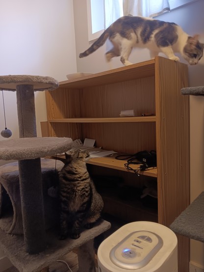 Series of pics of two cats, a long skinny grey-and-white Tabby (Jojen, Jojo) and a small grey/brown tabby (Meera). In this one, Jojo is exploring the top of a bookshelf in between two cat trees. Meera is looking up at him from a lower level.