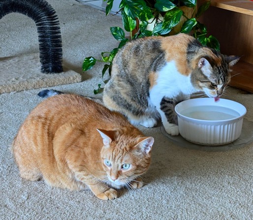 #Caturday Ginger and a calico cat at a water bowl. Calico is drinking with her tongue visible.