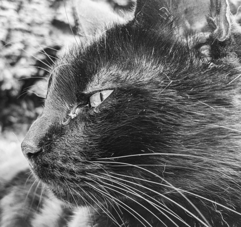 A close up profile picture of a black cat, in monochrome. He's looking to the left of the frame and his head takes up most of the shot. He has spectacular whiskers.