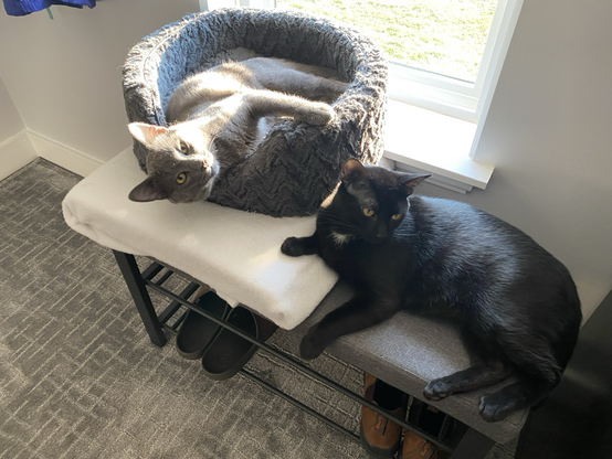 Apollo is very happy in his basket curled up in the sun. Mars is sitting on the edge of the bench looking like he’s asking the photographer to try and get Apollo to share that nice sunny spot.