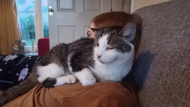 A tabby cat reclining on my son's shoulder, wedging herself on so he has to turn his head away to be able to breathe.